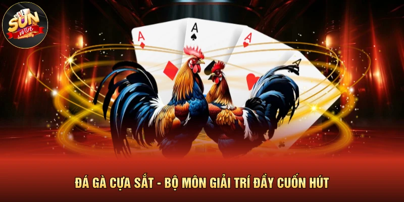 Đá Gà SUNWIN | Trực Tiếp Các Trận Đấu Mãn Nhãn, Góc Quay 4K 3 Đá gà cựa sắt - bộ môn giải trí đầy cuốn hút