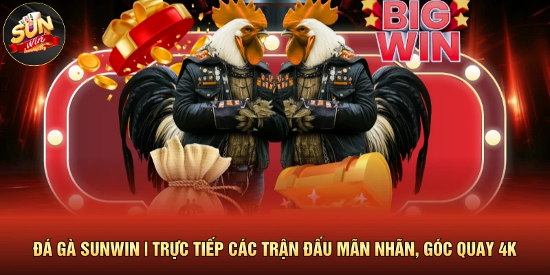 Đá Gà SUNWIN | Trực Tiếp Các Trận Đấu Mãn Nhãn, Góc Quay 4K 1 Đá Gà SUNWIN | Trực Tiếp Các Trận Đấu Mãn Nhãn, Góc Quay 4K