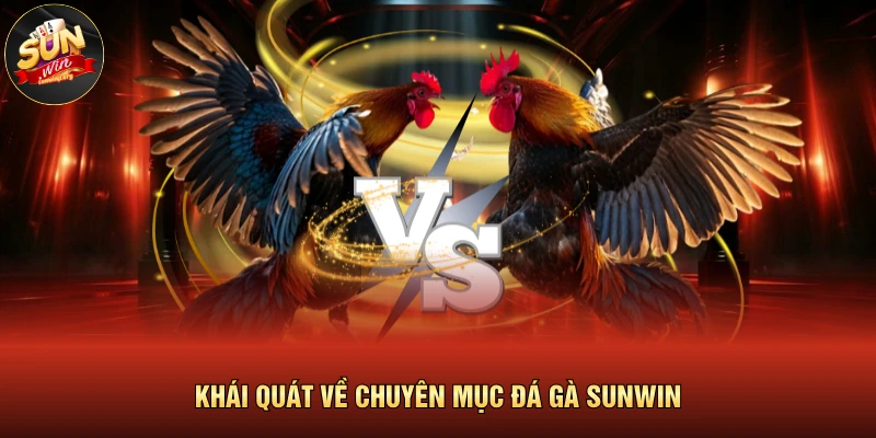 Đá Gà SUNWIN | Trực Tiếp Các Trận Đấu Mãn Nhãn, Góc Quay 4K 2 Khái quát về chuyên mục đá gà SUNWIN